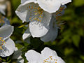 Philadelphus Innocence IMG_4651 Jaśminowiec